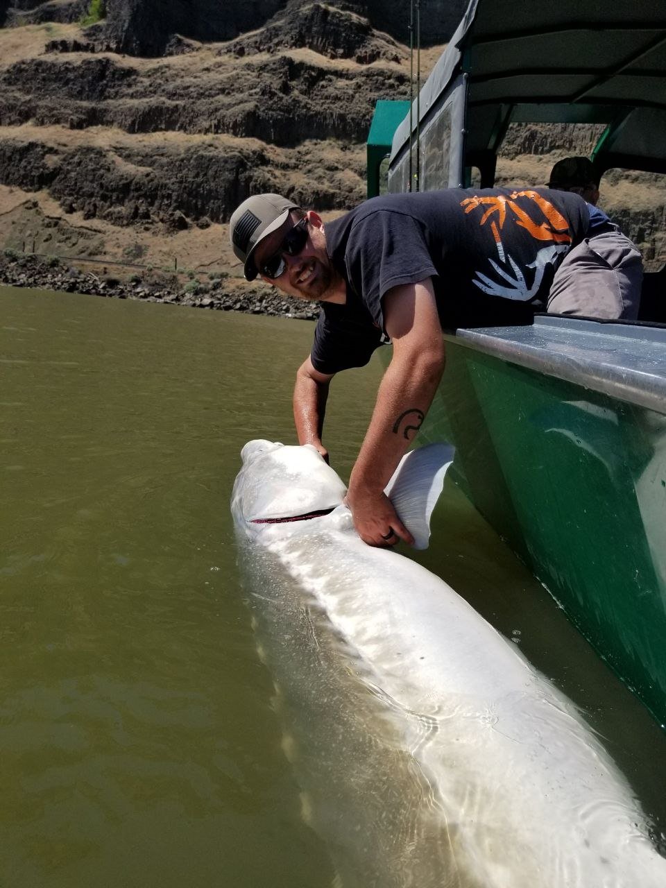 Angler releasing a sturgeon