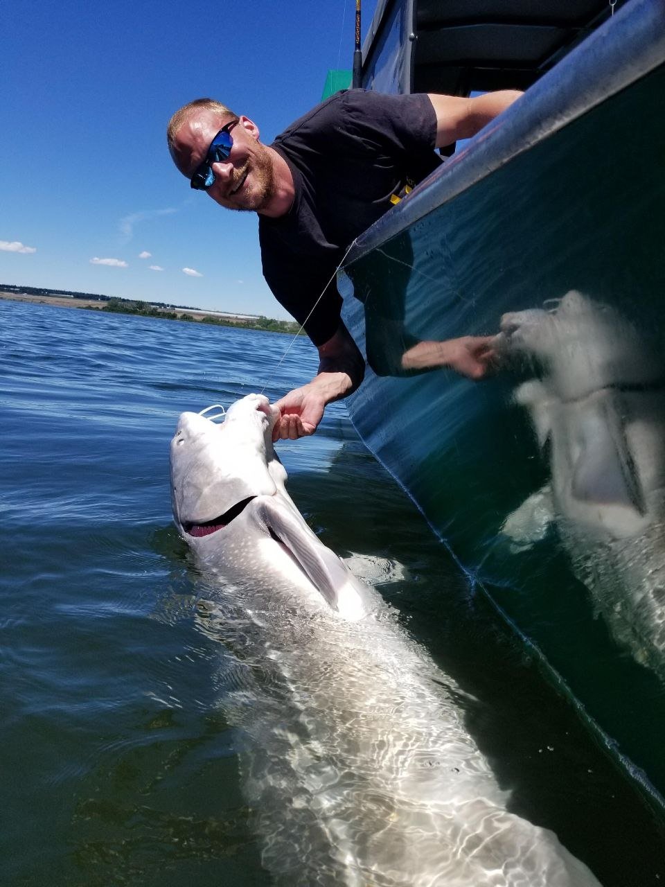 Angler releasing a sturgeon