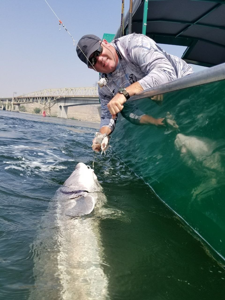 Angler releasing a sturgeon